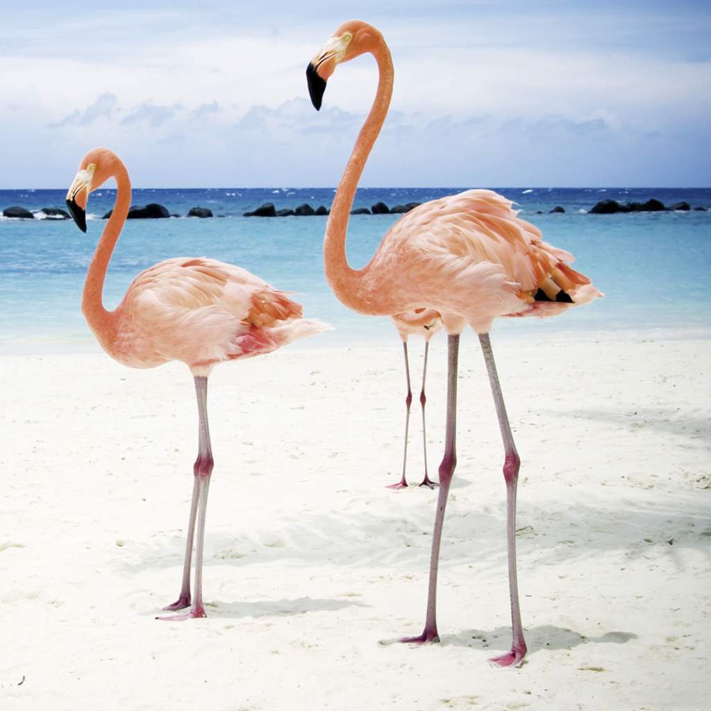 Fondo de pantalla Pink Flamingo 1024x1024