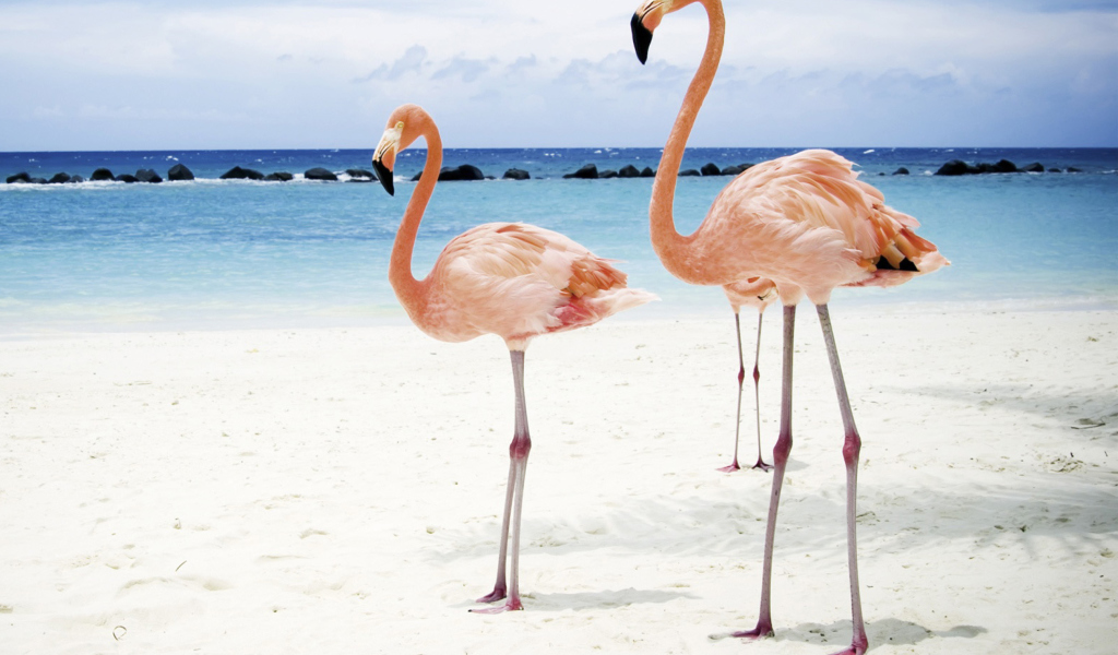 Fondo de pantalla Pink Flamingo 1024x600