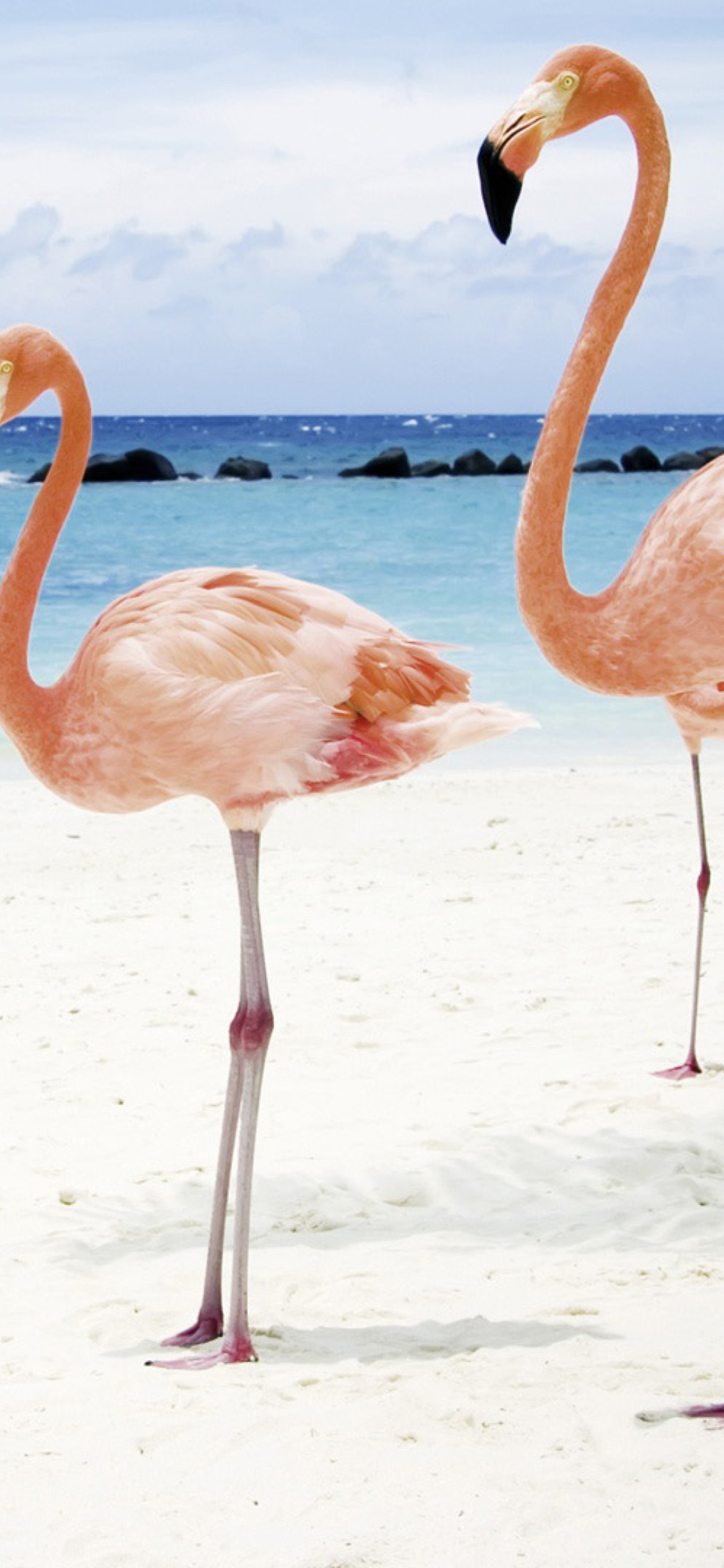 Fondo de pantalla Pink Flamingo 1170x2532