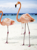 Fondo de pantalla Pink Flamingo 132x176