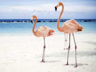 Das Pink Flamingo Wallpaper 320x240