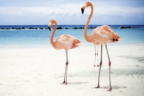 Обои Pink Flamingo 480x320
