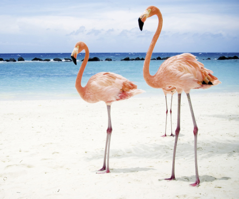 Das Pink Flamingo Wallpaper 480x400