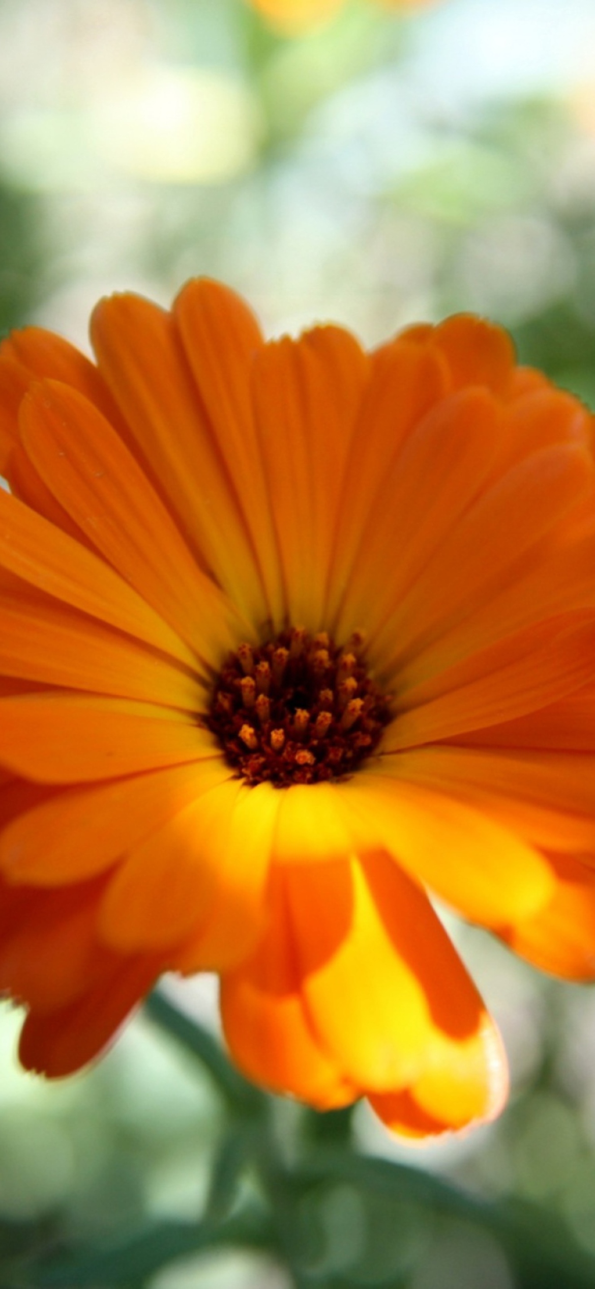 Fondo de pantalla Orange Flower Close Up 1170x2532
