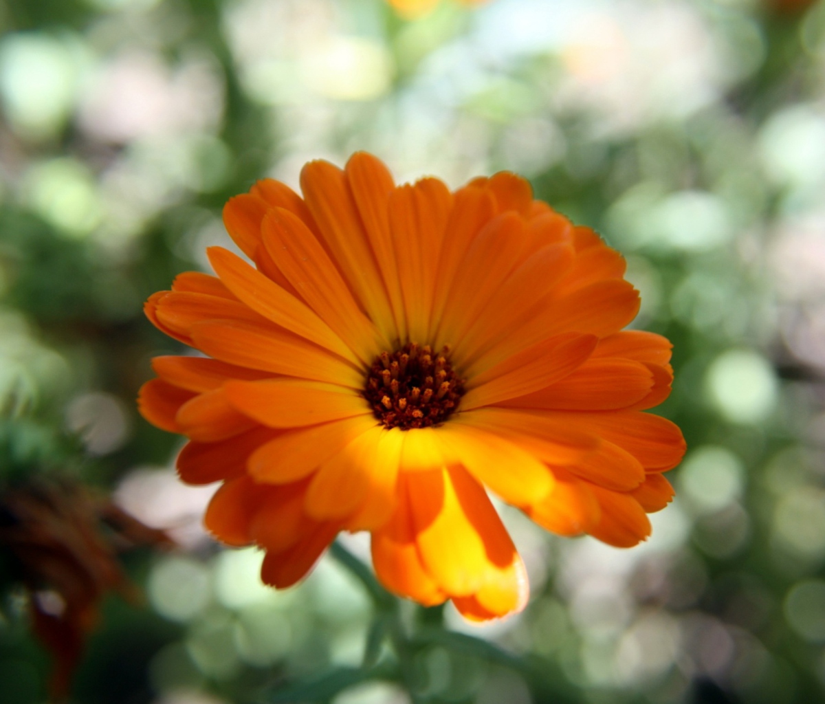 Sfondi Orange Flower Close Up 1200x1024