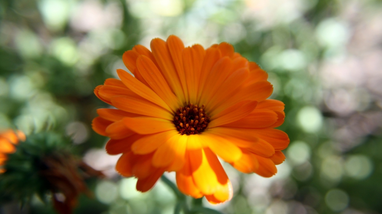 Orange Flower Close Up screenshot #1 1280x720