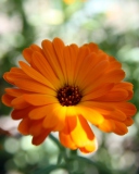 Sfondi Orange Flower Close Up 128x160