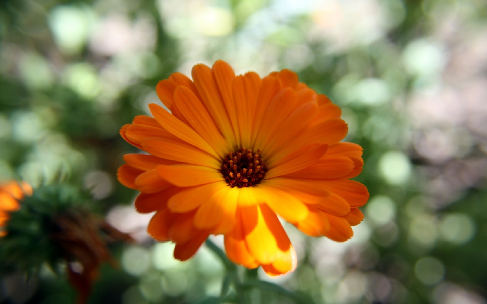 Screenshot №1 pro téma Orange Flower Close Up 1680x1050