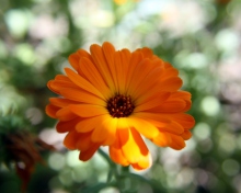 Обои Orange Flower Close Up 220x176