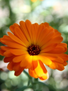 Fondo de pantalla Orange Flower Close Up 240x320
