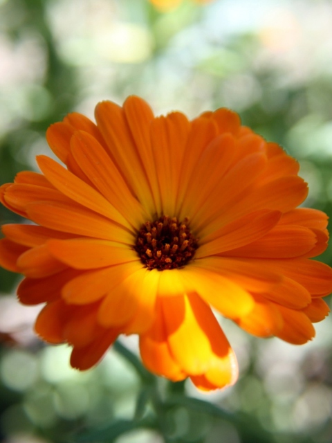 Sfondi Orange Flower Close Up 480x640