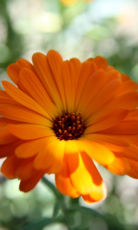 Fondo de pantalla Orange Flower Close Up 480x800