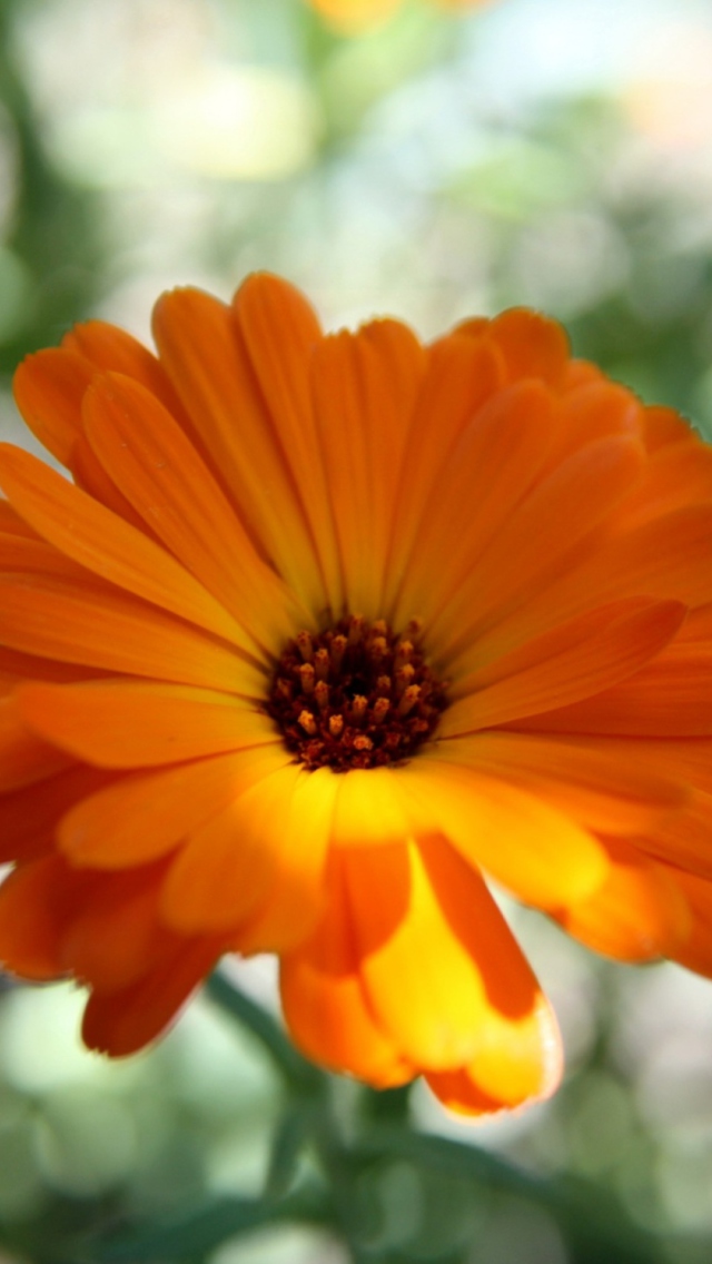Fondo de pantalla Orange Flower Close Up 640x1136