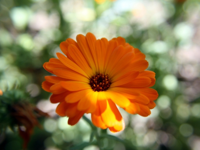 Das Orange Flower Close Up Wallpaper 640x480
