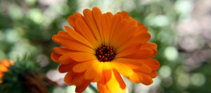 Orange Flower Close Up screenshot #1 720x320