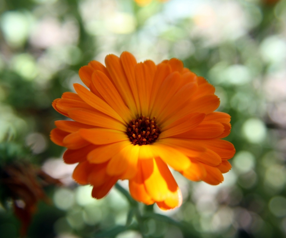 Обои Orange Flower Close Up 960x800
