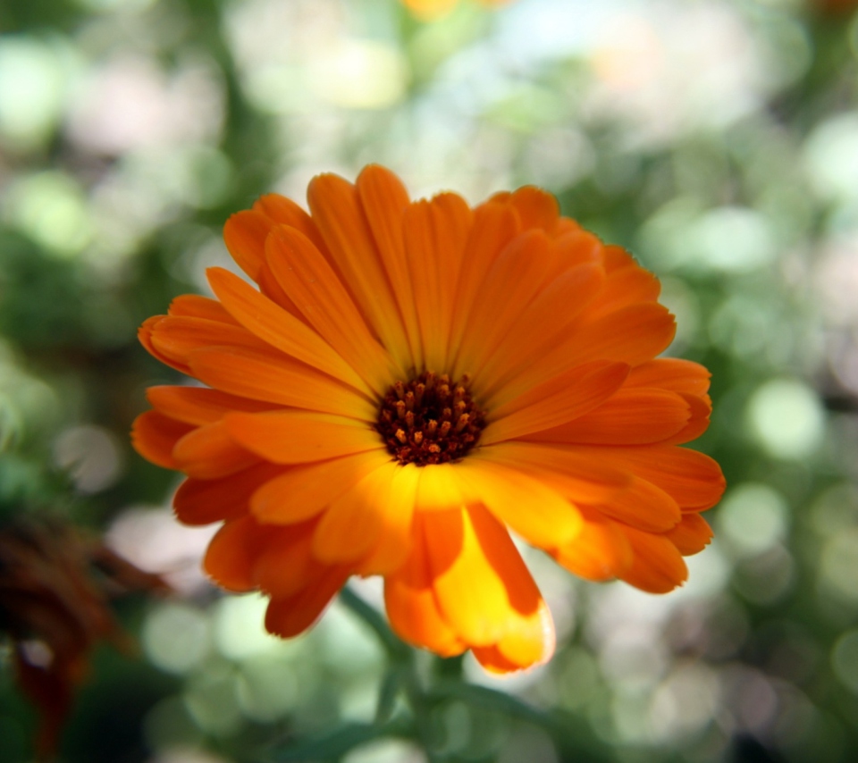 Обои Orange Flower Close Up 960x854