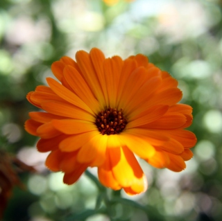 Orange Flower Close Up - Obrázkek zdarma pro 1024x1024
