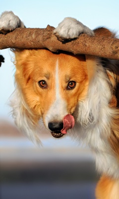 East Siberian Laika screenshot #1 240x400