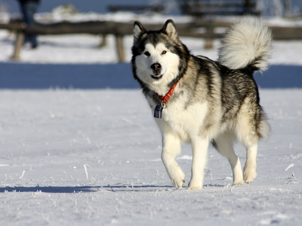 Screenshot №1 pro téma Alaskan Malamute Dog 1152x864