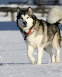 Alaskan Malamute Dog screenshot #1 128x160