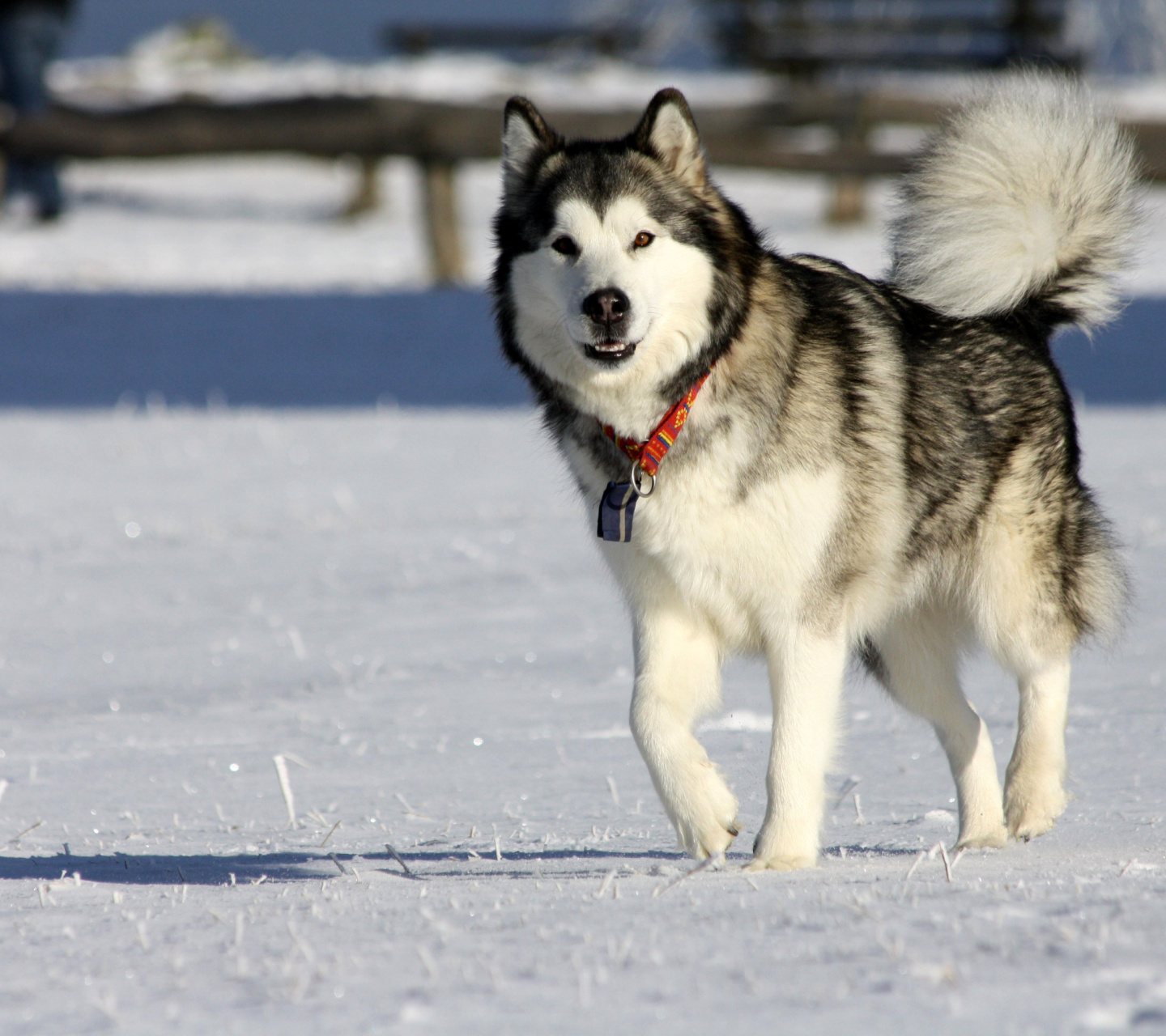 Fondo de pantalla Alaskan Malamute Dog 1440x1280