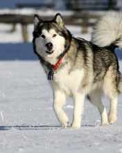 Alaskan Malamute Dog screenshot #1 176x220
