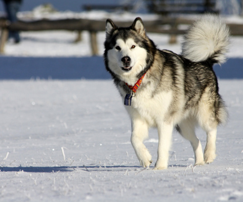 Sfondi Alaskan Malamute Dog 480x400