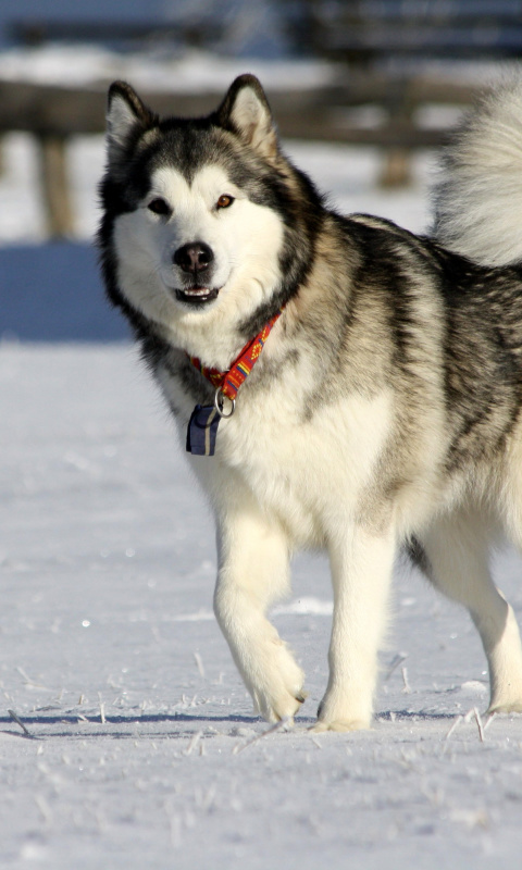 Sfondi Alaskan Malamute Dog 480x800