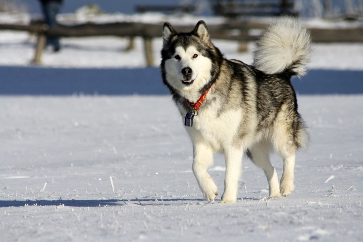 Das Alaskan Malamute Dog Wallpaper