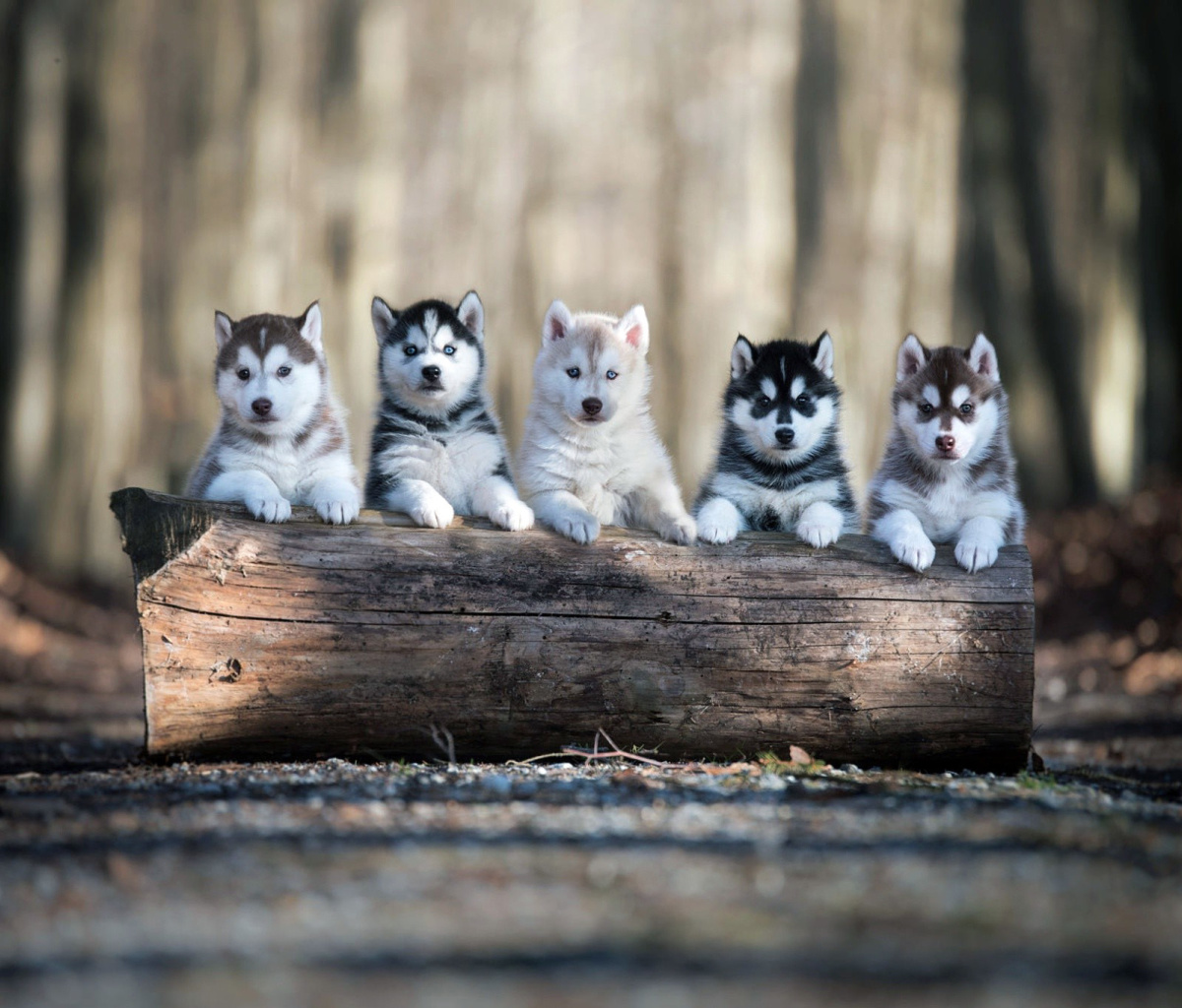 Обои Alaskan Malamute Puppies 1200x1024