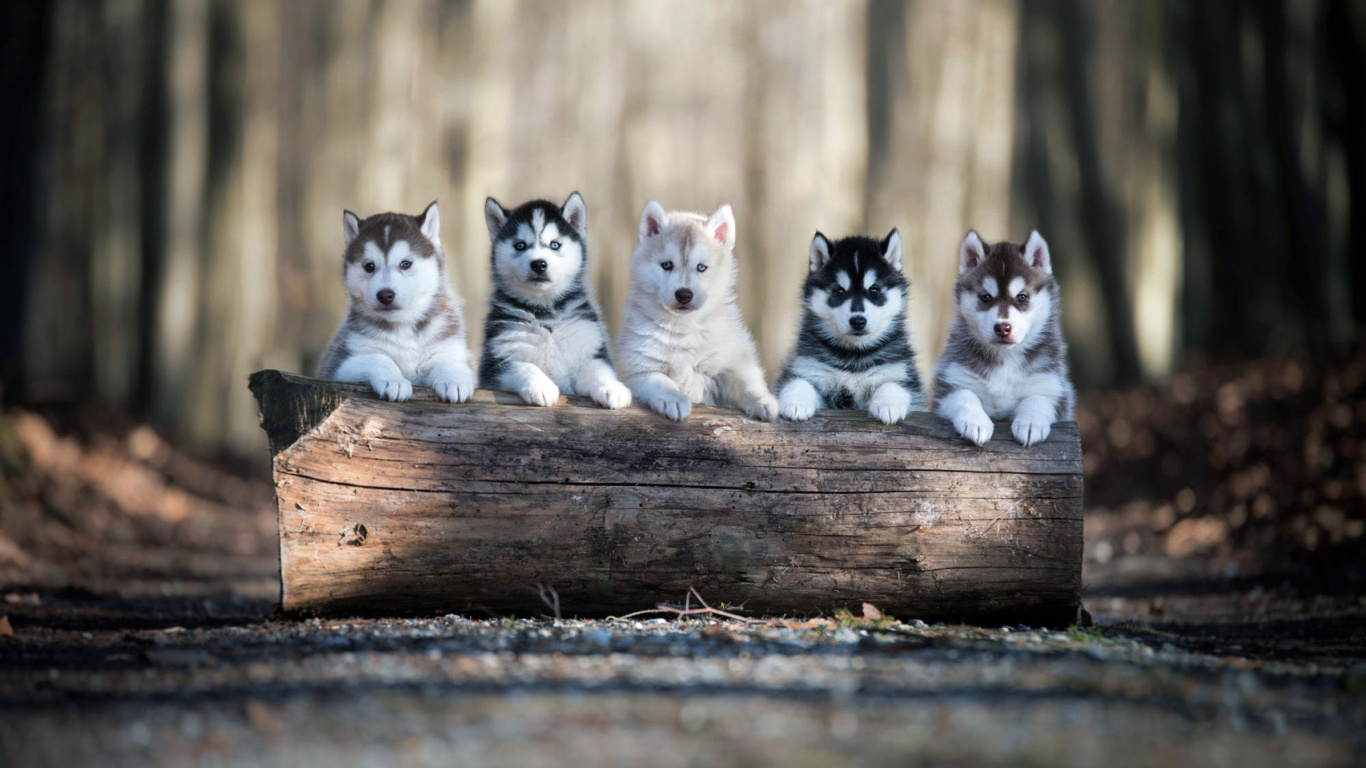 Alaskan Malamute Puppies wallpaper 1366x768