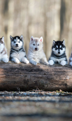 Das Alaskan Malamute Puppies Wallpaper 240x400