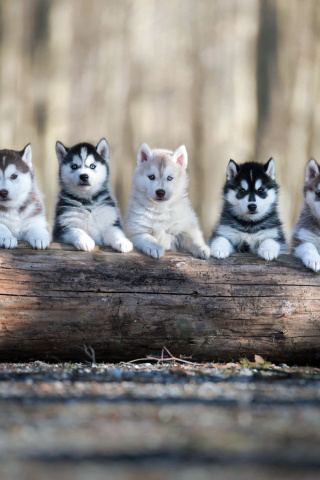 Fondo de pantalla Alaskan Malamute Puppies 320x480