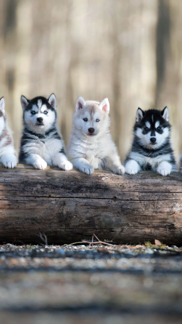 Fondo de pantalla Alaskan Malamute Puppies 360x640