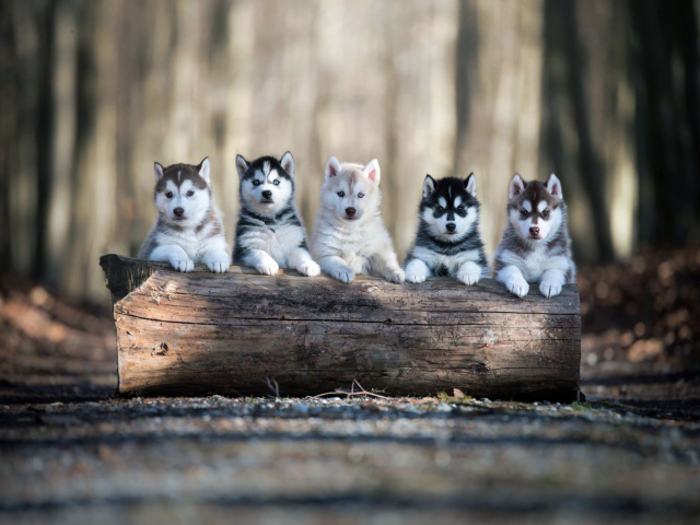 Das Alaskan Malamute Puppies Wallpaper 640x480