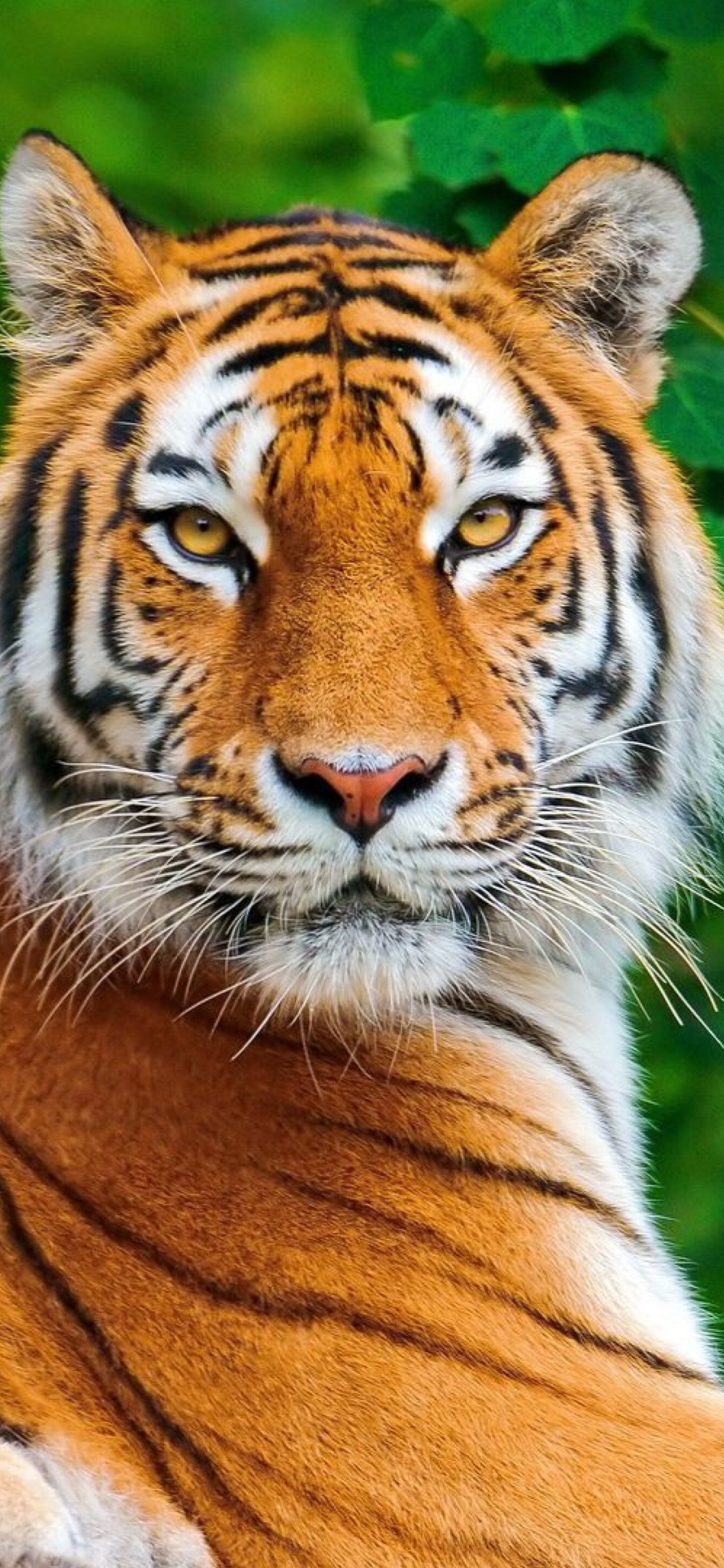 Fondo de pantalla Siberian tiger 1170x2532