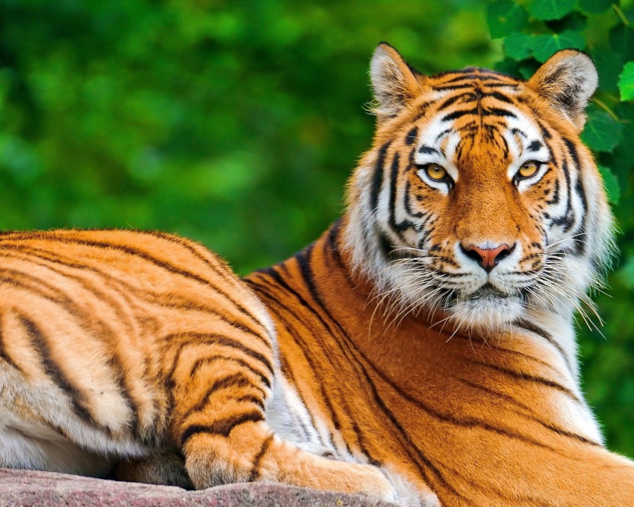 Fondo de pantalla Siberian tiger 1280x1024