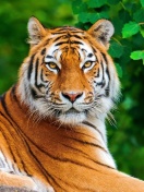 Sfondi Siberian tiger 132x176