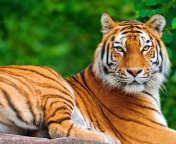 Обои Siberian tiger 176x144