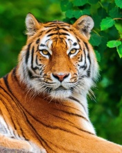 Fondo de pantalla Siberian tiger 176x220