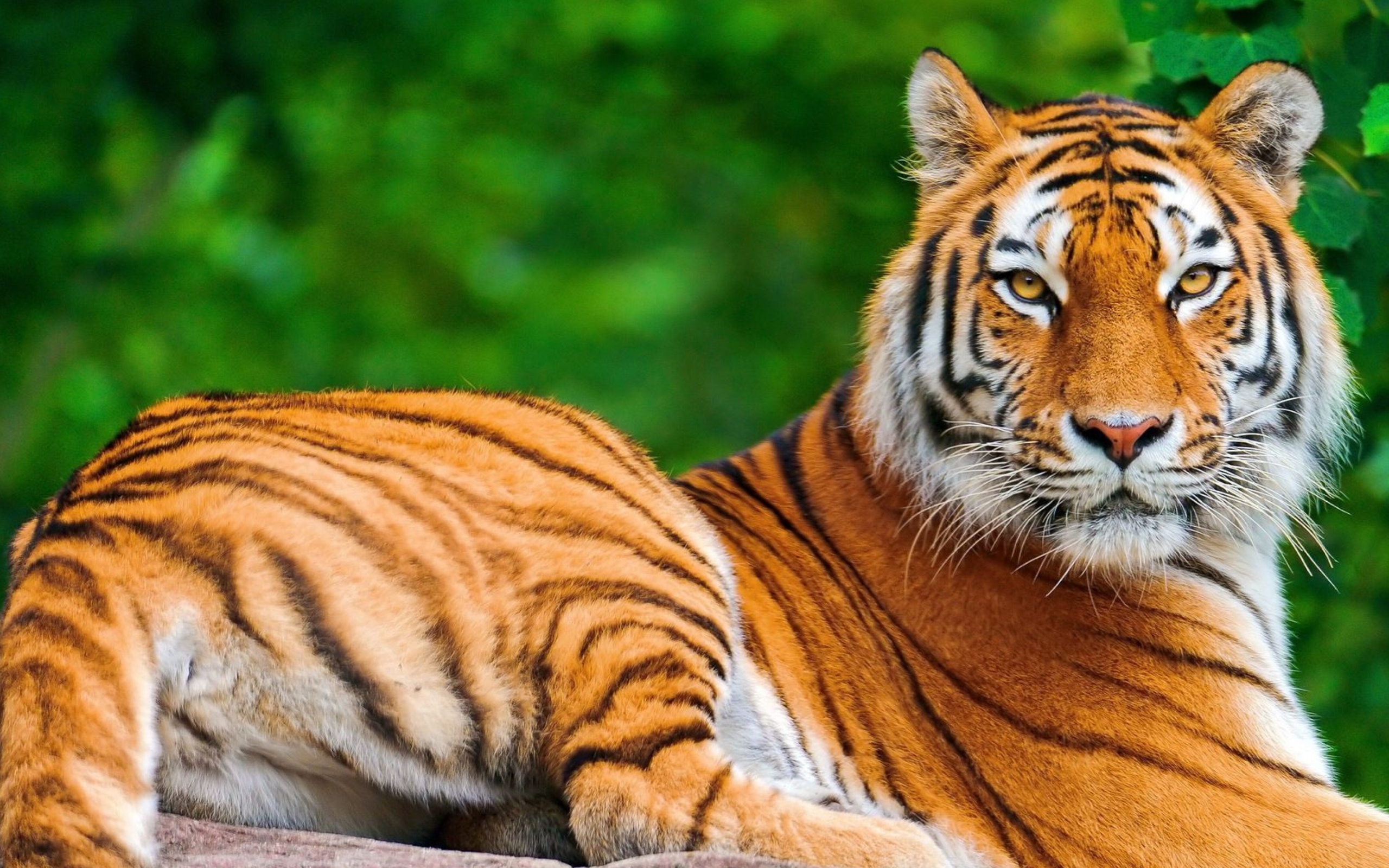 Fondo de pantalla Siberian tiger 2560x1600
