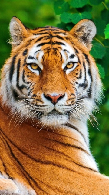 Siberian tiger wallpaper 360x640