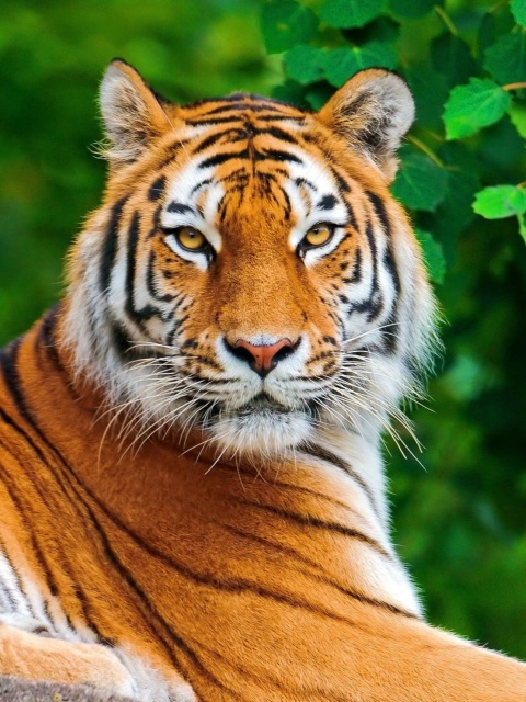 Siberian tiger screenshot #1 480x640