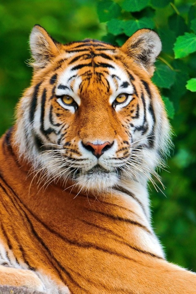 Fondo de pantalla Siberian tiger 640x960