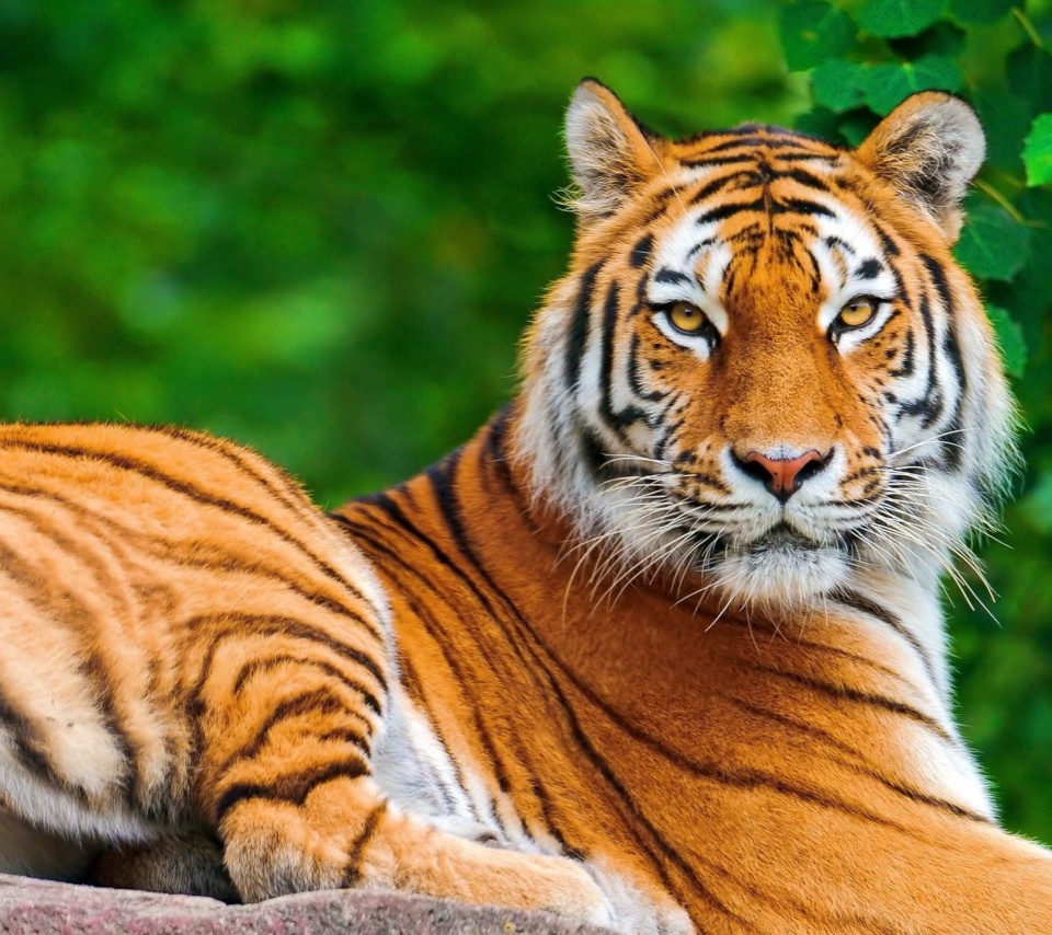 Siberian tiger screenshot #1 960x854