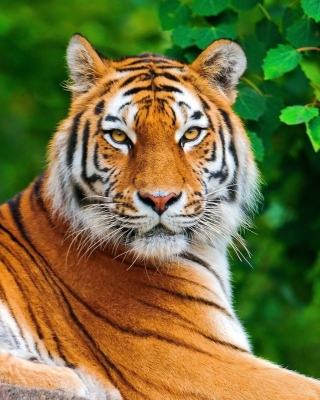 Siberian tiger Background for 768x1280