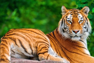 Siberian tiger - Obrázkek zdarma pro 640x480