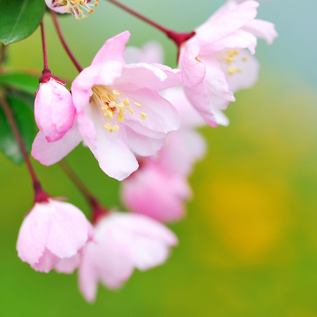 Das Soft Pink Cherry Flower Blossom Wallpaper 1024x1024