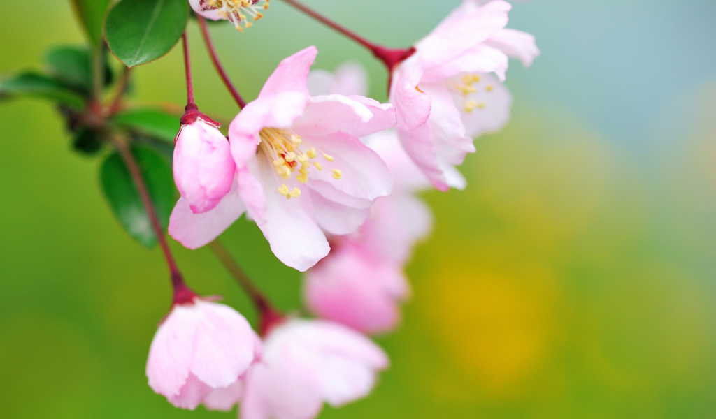 Fondo de pantalla Soft Pink Cherry Flower Blossom 1024x600